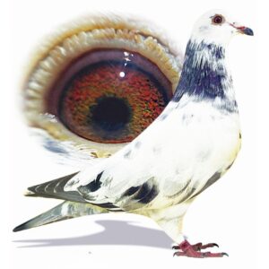 12664-UCDJ-24